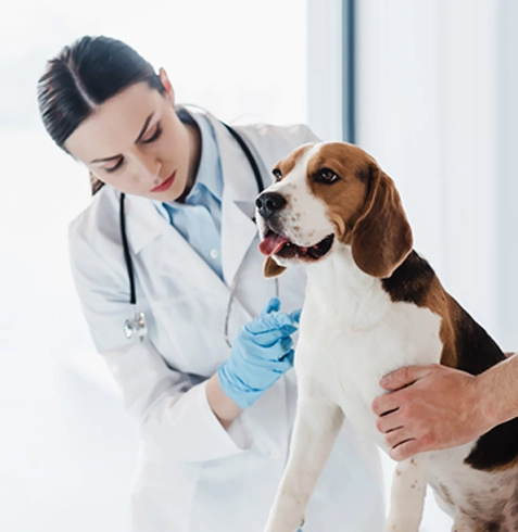 Gümüldür Veteriner